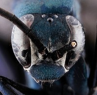 Anoplius amethystinus, Male, Face, GTMO, Cuba