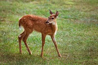 White-tailed Fawn