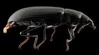 Darkling Beetle, side, Upper Marlboro