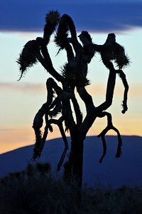 Queen Valley sunset