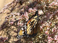 Monarch butterfly (Danaus plexippus) at Covington Flats