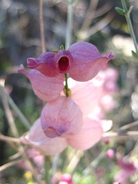 Bladder-sage (Scutellaria mexicana); Hidden Valley