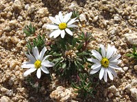 Daisy desertstar (Monoptilon bellidiforme); Cleghorn Wilderness