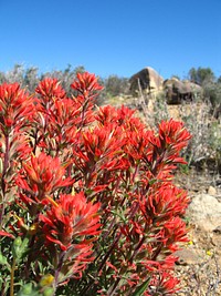 Northwesten Indian paintbrush (Catilleja angustifolia); Desert Queen Mine