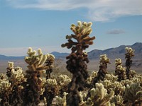 Cylindropuntia bigelovii, Cholla Cactus Garden