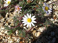 Mojave desertstar (Monoptilon bellioides); Bajada