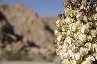 Mojave yucca (Yucca schidigera); Indian Cove Campground