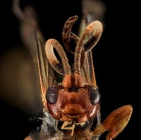 Wasp Unknown, U, face, Hardy Co., West Virginia