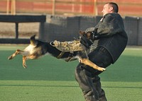 Leska, a military working dog, leaps at U.S. Navy Master-at-Arms 2nd Class John Winjum, a military working dog handler, during training at Camp Lemonnier, Djibouti, March 21, 2014.