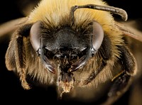 Andrena milwaukeensis, F, Face, Hancock co., Brooklin