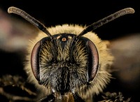 Andrena cornelli, F, Face, VA, Gales County