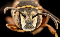Coelioxys cayennensis, f, argentina, face