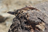 Great Basin Collared Lizard