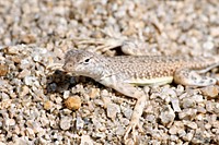 Zebra-tailed lizard (Callisaurus draconoides)