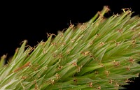 Sedge Flower, MD, PG County