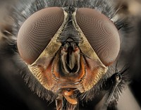 Calliphora vicina, u, Face, DC