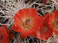 Claret-cup cactus (Echinocereus mojavensis)