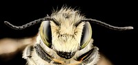 Megachile mendica,m, face, md, aleghany county