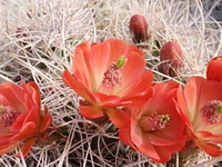 Claret-cup cactus (Echinocereus mojavensis)