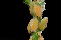 citrus psyllid, larvae, side, ft detrick
