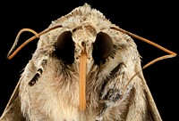 Southern Armyworm, moth, face