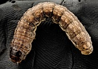 Black cutworm, curled