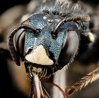 Bee ceratina monster, m, crimea, face