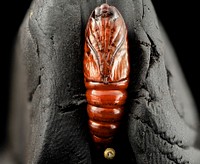 Southern armyworm pupae, underside