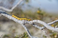 White-lined sphinx caterpillar (Hyles lineata)