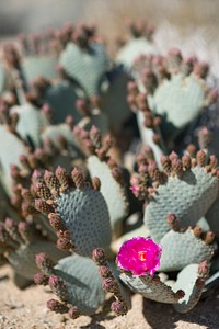 Beavertail cactus (Opuntia basilaris var. basilaris)NPS/Brad Sutton.