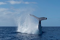 Whale Research in Rarotonga, Auguat 31, 2015