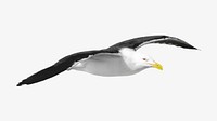 Gull bird, isolated object on white
