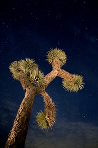 Joshua tree and stars