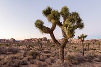 Joshua tree in Lost Horse Valley