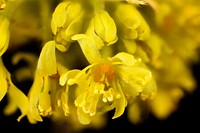 Sassafras albidum, Sassafras staminate flowers, Howard County, MD, Helen Lowe Metzman