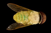 Chlorotabanus crepuscularis, Green Horse Fly, Duck, nc