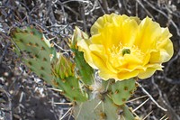 Tulip Prickly Pear