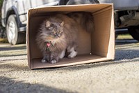 Cat in a box