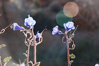 California bluebells (Phacelia campanularia)