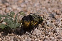 Inflated beetle (Cysteodemus armatus)