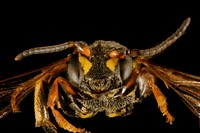 Nomada graenicheri, m, face, Minnesota