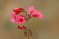 Cleveland penstemon aka Cleveland's beardtongue (Penstemon clevelandii)