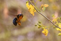 California carpenter bee