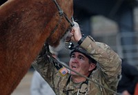 U.S. Army Maj. Steven Kohne, a veterinary preventive medicine officer with the 440th Civil Affairs Battalion, performs an oral dental exam on a mule for the equine care class during the 351st Civil Affairs Command Veterinary Training Conference at the U.S. Marine Corps Mountain Warfare Training Center, Bridgeport, Calif., May 4, 2016.
