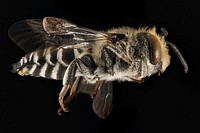 Coelioxys rufitarsis, M, Side, NY, Franklin County