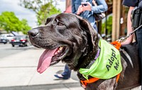 Labrador Retriever dog