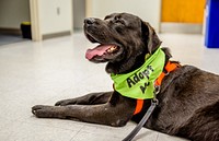 Labrador Retriever dog