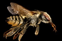 Megachile petulans, f, left side, Charleston Co., SC