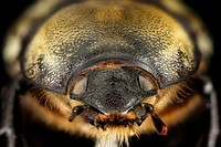 Dynastes tityus, f, front face, MD