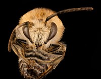 Colletes Compactus, m, face, Cleveland, OH